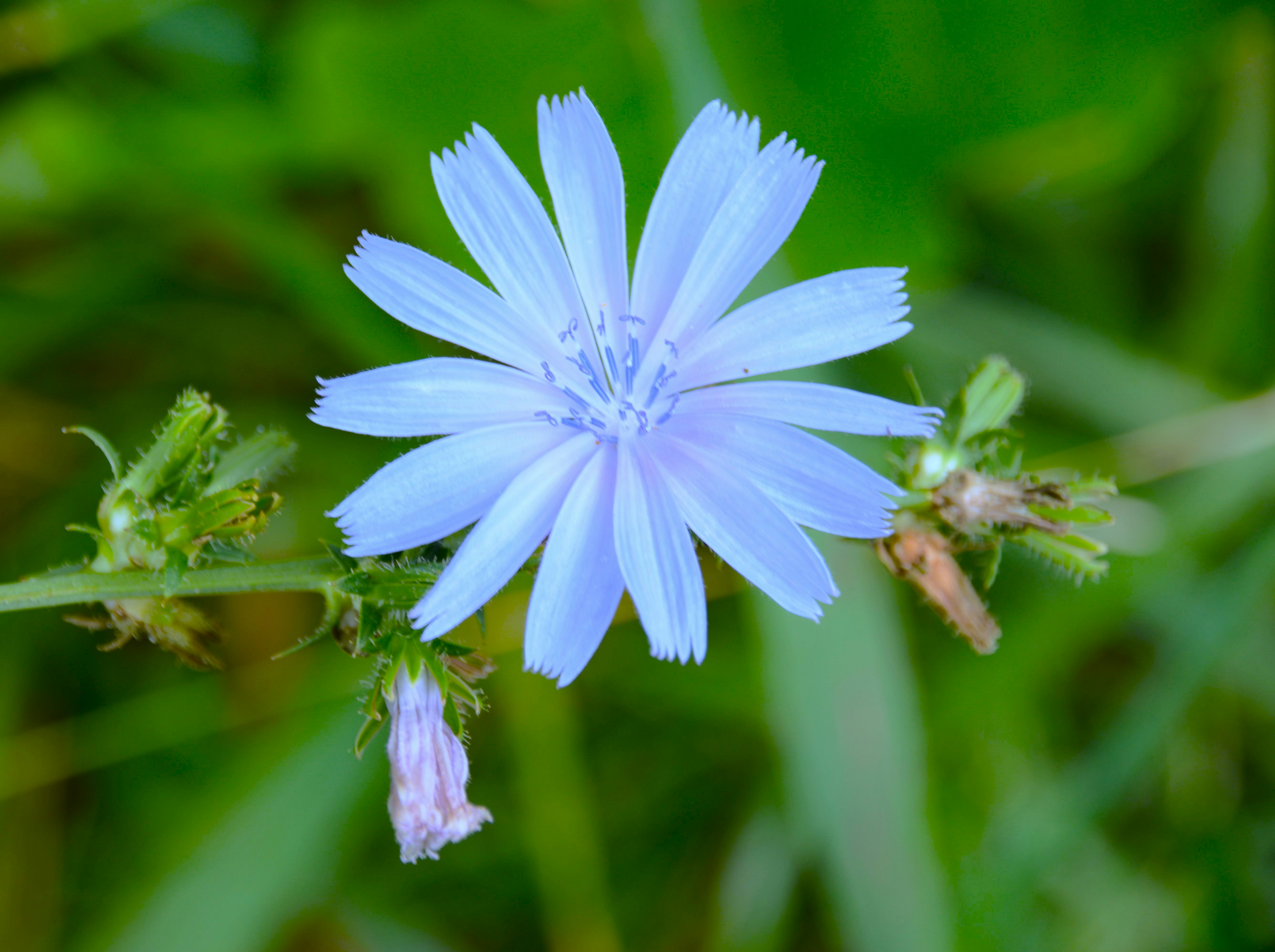 Chicory Root