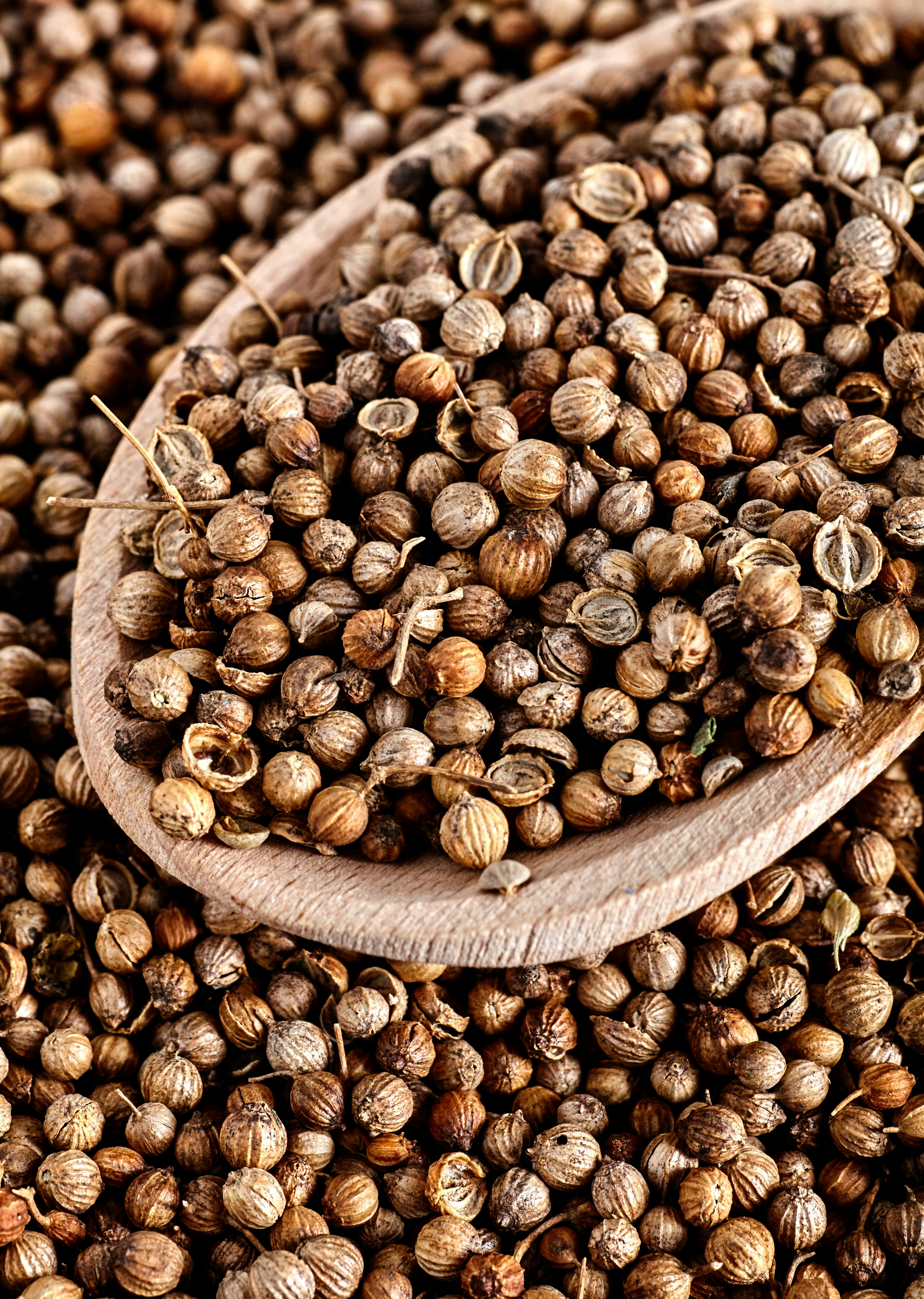 Coriander